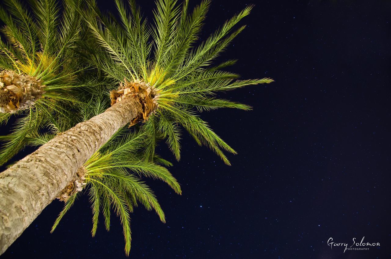 night, growth, tree, low angle view, nature, palm tree, beauty in nature, tranquility, leaf, sky, green color, outdoors, no people, dark, scenics, branch, plant, tranquil scene, clear sky, silhouette