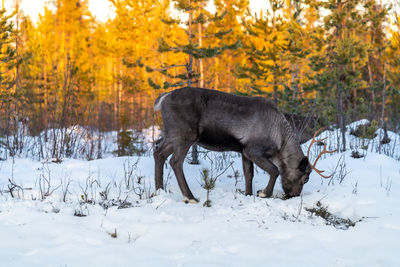 Reindeer standing on snow covered land