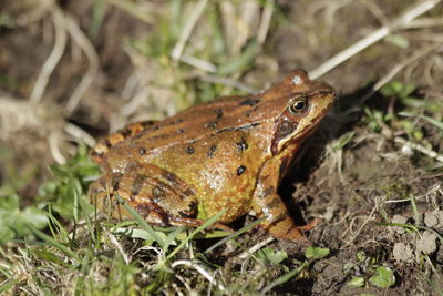 High angle view of frog on land