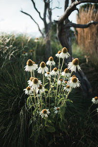 Close-up of wilted flowers on field