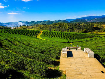 Scenic view of agricultural field against sky