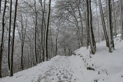Snow covered trees in forest