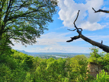 Plants growing on land against sky