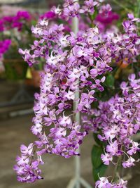 Close-up of purple flowers blooming outdoors