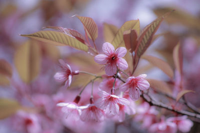 Close-up of flowers blooming outdoors