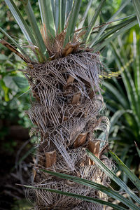 Close-up of bird nest