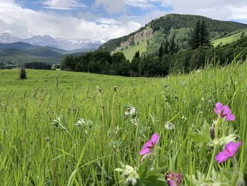 Scenic view of grassy field against cloudy sky