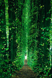 Walkway amidst trees in forest