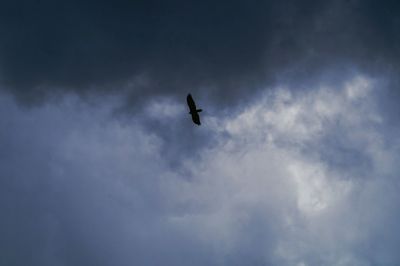 Low angle view of bird flying against sky