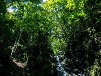 Trees in forest