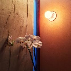 Close-up of flowers in vase against wall