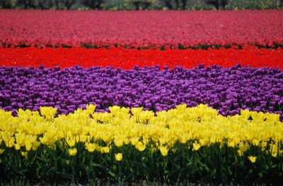 View of yellow tulips growing in garden