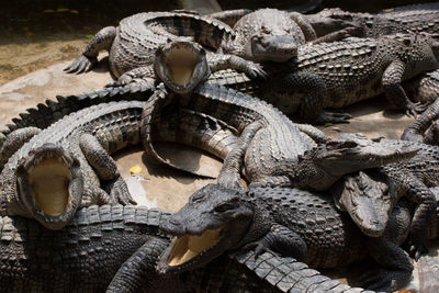 Close-up of a turtle in zoo