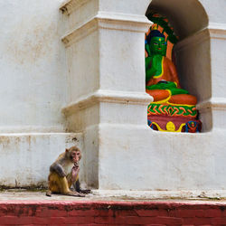 View of monkey by buddha statue