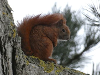 Low angle view of squirrel on tree