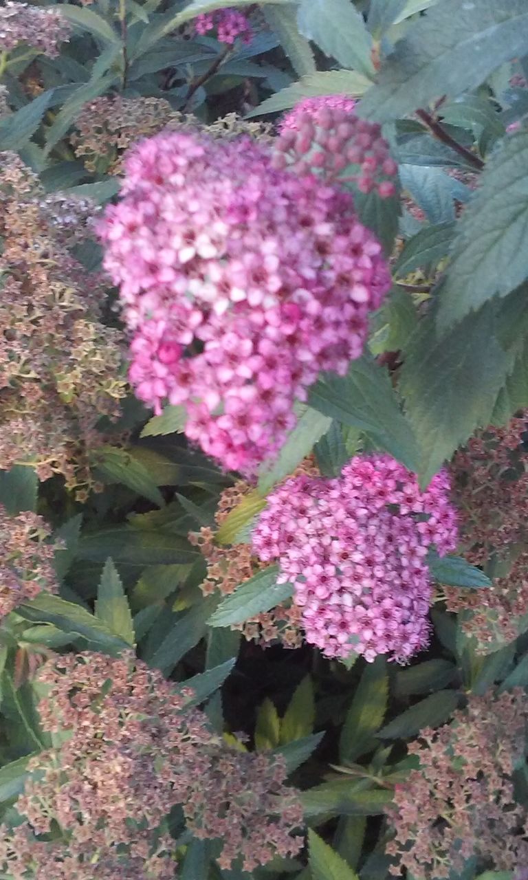 flower, freshness, growth, beauty in nature, plant, fragility, pink color, nature, leaf, blooming, abundance, bunch of flowers, high angle view, petal, outdoors, in bloom, day, blossom, springtime, botany