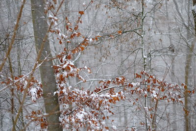 Close-up of bare tree during winter