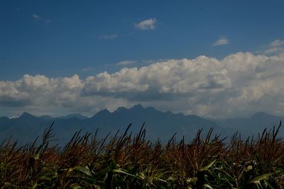 Scenic view of landscape against sky