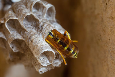 Female paper wasp building her nest