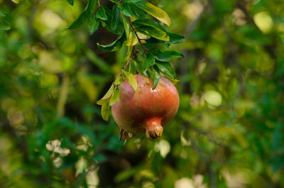 Close-up of red fruit on tree