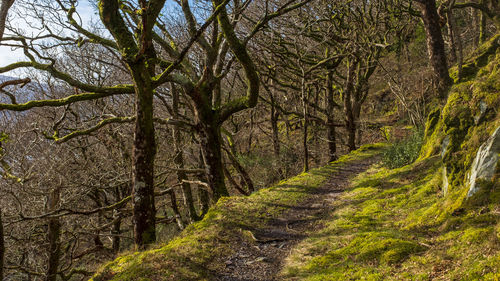 Footpath amidst trees in forest