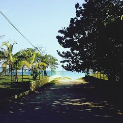 Walkway amidst trees against clear sky