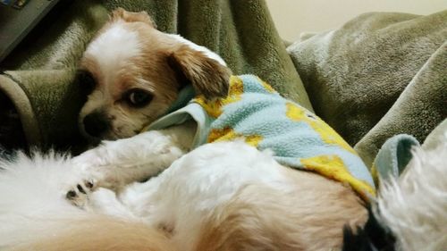 Close-up of a dog resting