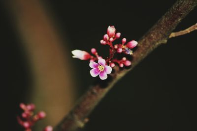 Close-up of pink cherry blossom