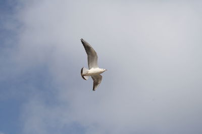 Low angle view of seagull flying against sky