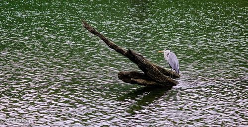 Swan swimming in lake