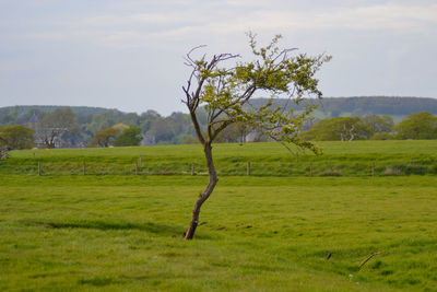 Tree on field against sky