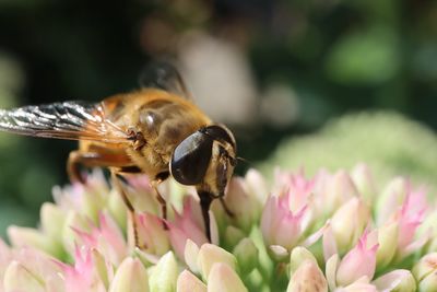 Close-up of bee pollinating on pink flower