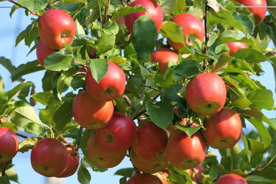 Close-up of apples on tree