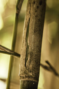 Close-up of bamboo tree trunk