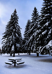 Trees on snow covered field against sky