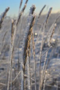 Close-up of frozen plant on field against sky