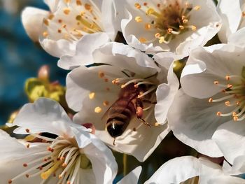 Close-up of bee on white cherry blossom