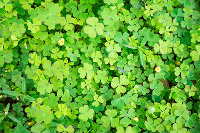 Full frame shot of leaves