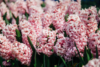 Close-up of pink flowers