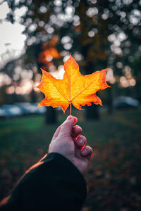 Person holding maple leaf during autumn