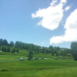 Trees on grassy field against sky