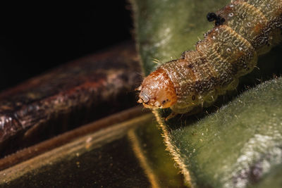 Close-up of insect