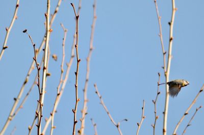 Low angle view of bird perching on branch against sky
