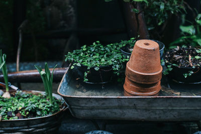 Close-up of potted plants in garden