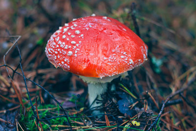 fungus