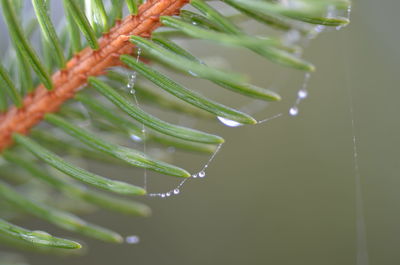 Close-up of water drops on plant