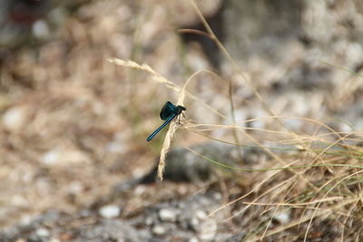 Close-up of insect on land