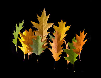 Close-up of leaves