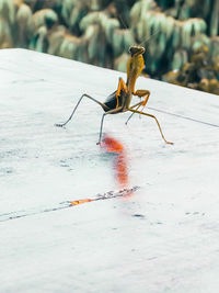 Semarang, indonesia. macro photo of grasshopper on wooden table