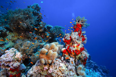 Fish swimming in sea